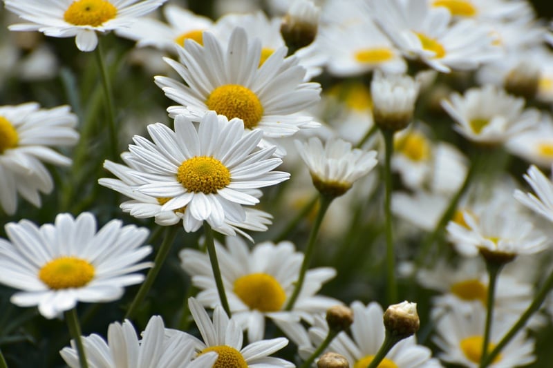 Plastic Spoon Flowers