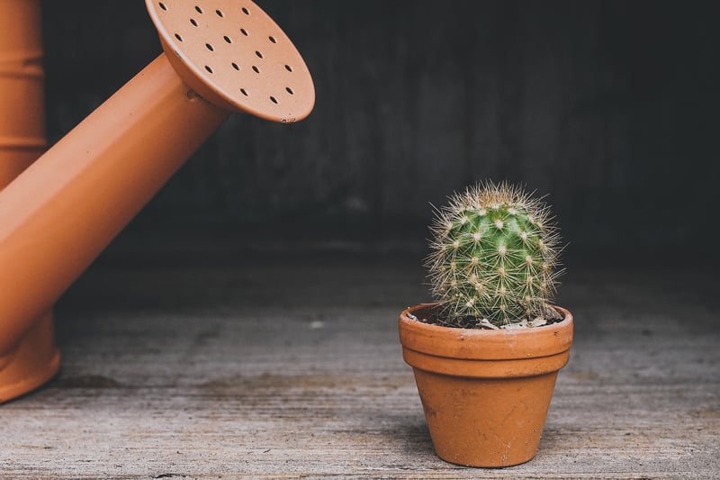 Succulents in Tin Cans